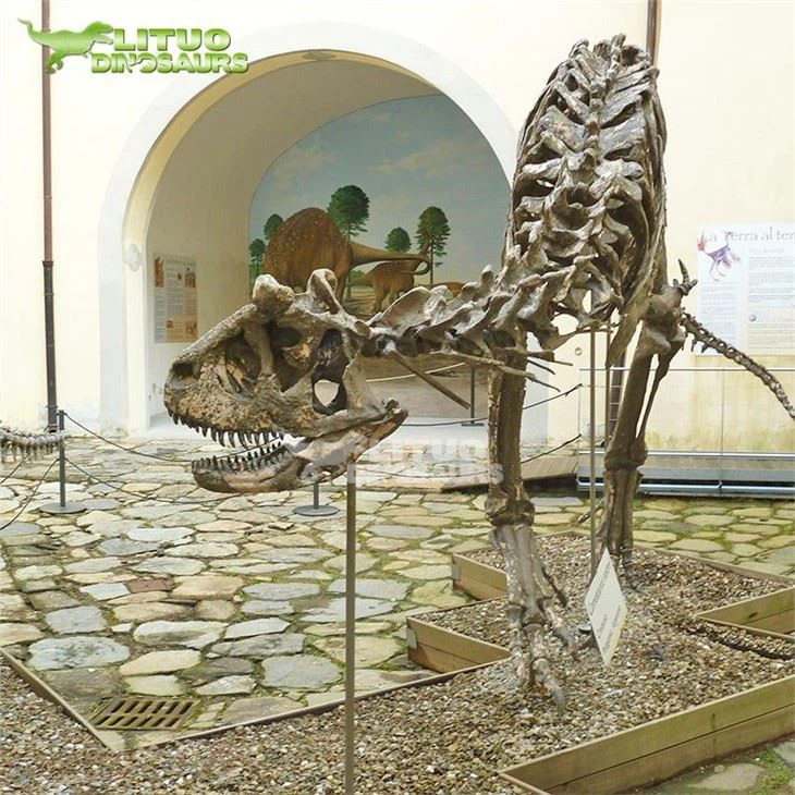 2Carnotaurus Fossil(001)