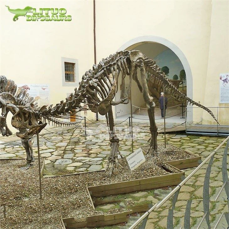 4Carnotaurus Dino Skeleton(001)